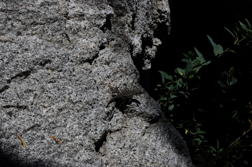 iNaturalist observation photo of Western Fence Lizard