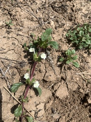 Acanthomintha ilicifolia