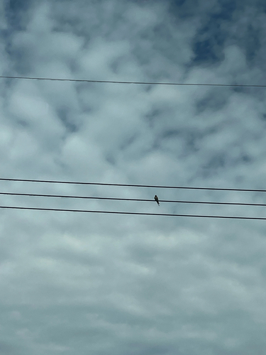 Barn Swallow