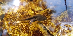 Rana huanrensis