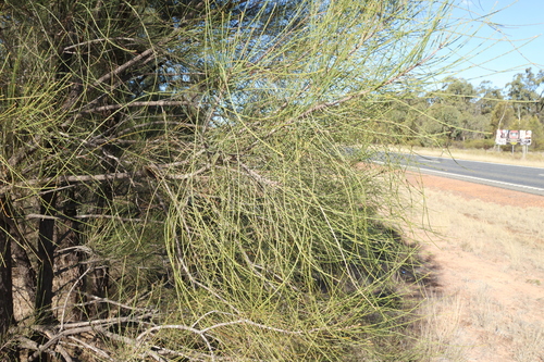 Casuarina cristata observed 2026-08-26