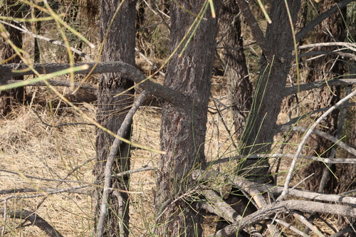 Casuarina cristata, photograph 1