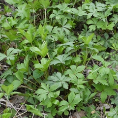 Anemonoides quinquefolia