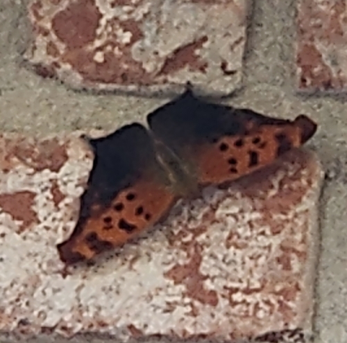 Question Mark