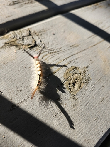 White-marked Tussock Moth