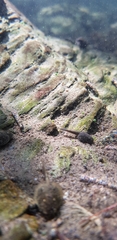 Rana huanrensis