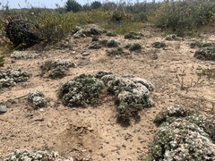 Eriogonum fastigiatum