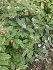 Viburnum davidii
