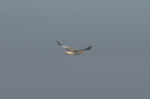 iNaturalist image