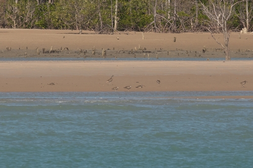 Far Eastern Curlew