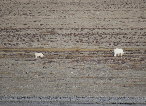 Black Bear sighting near Kitikmeot