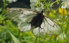 Parnassius stubbendorfii