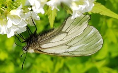 Parnassius stubbendorfii