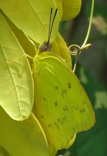 Orange Migrant