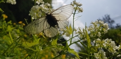 Parnassius stubbendorfii