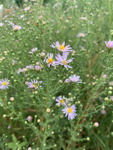 Symphyotrichum ascendens