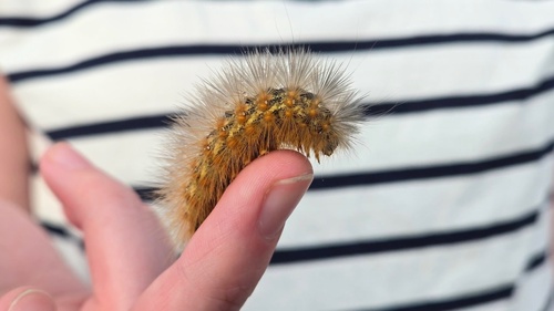Salt Marsh Moth