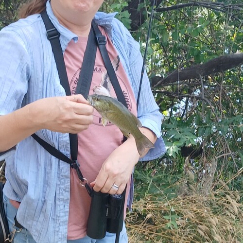 Smallmouth Bass
