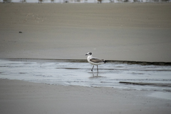 Leucophaeus pipixcan