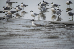 Leucophaeus pipixcan