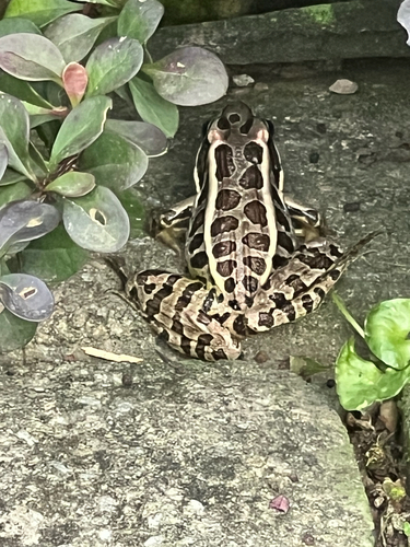Pickerel Frog