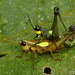 Eulampiacris leucoptera - Photo (c) Andreas Kay, μερικά δικαιώματα διατηρούνται (CC BY-NC-SA)