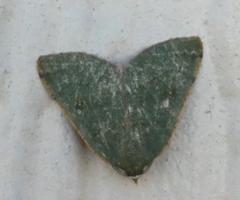 Numia bicoloraria