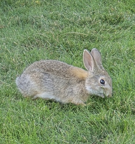 Mountain Cottontail