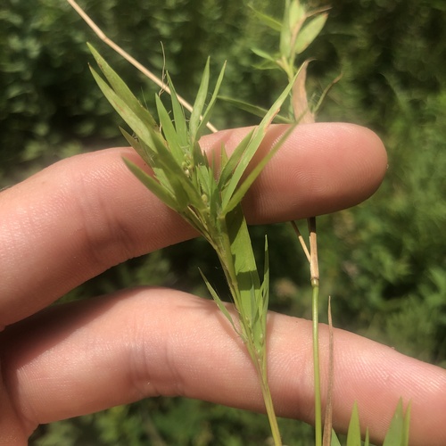 Dichanthelium lanuginosum, 2026-08-26