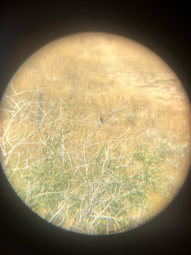 Brown-headed Cowbird