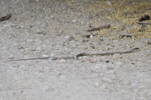 Striped Whipsnake