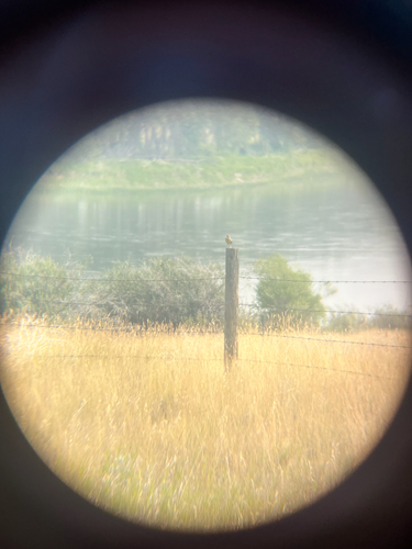 Western Meadowlark