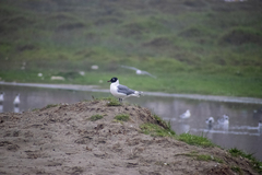 Leucophaeus pipixcan