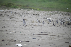 Pluvialis squatarola