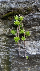 Sedum sarmentosum