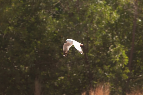 Silver Gull