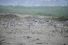 Pluvialis squatarola