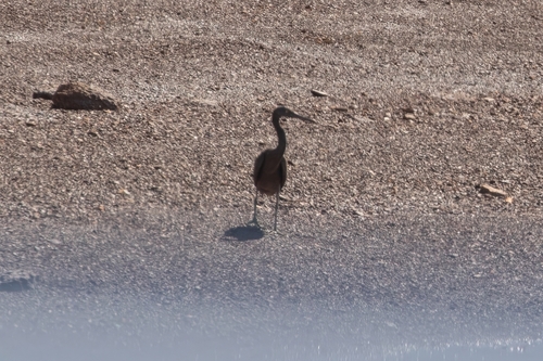 Pacific Reef Heron