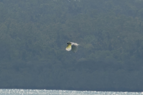 Sulphur-crested Cockatoo