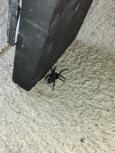 Black House Spider