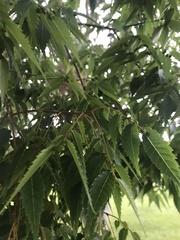 Zelkova