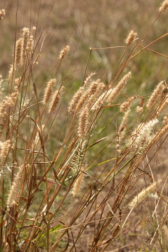 Cenchrus pedicellatus