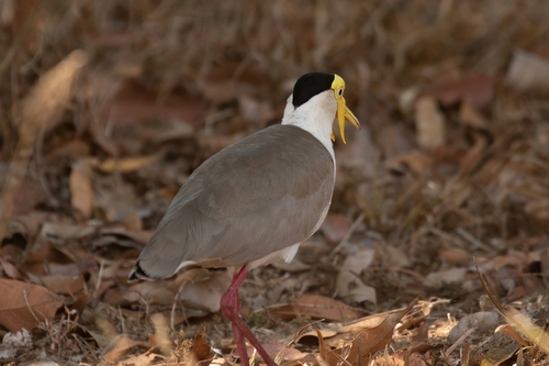 Northern Masked Lapwing