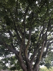 Zelkova