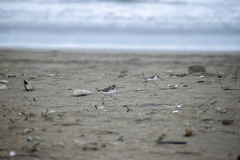 Charadrius semipalmatus