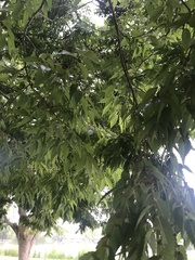 Zelkova
