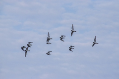 Charadrius semipalmatus