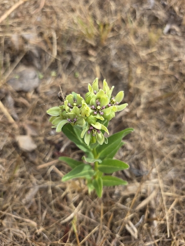 green antelopehorns