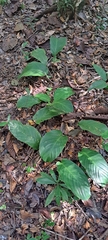 Goeppertia vaginata