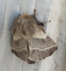 Malacosoma americana